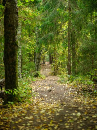 Téléchargez les photos : Randonnée d'automne doré sentier nature ensoleillé journée d'automne à la campagne - en image libre de droit