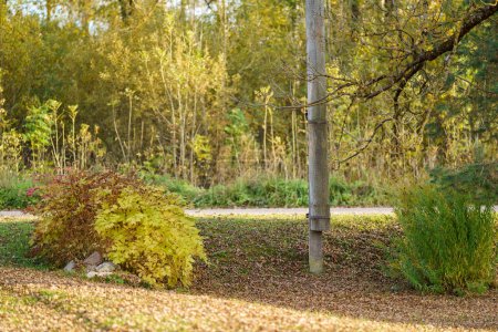 Foto de Otoño dorado senderismo sendero natural en el soleado día de otoño en el campo - Imagen libre de derechos