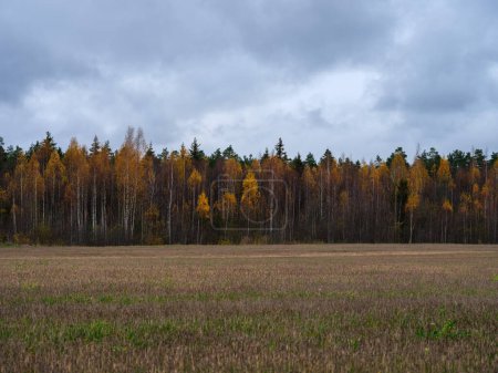 Foto de Campos de otoño desnudo malhumorado en el campo con colores sombríos y niebla - Imagen libre de derechos