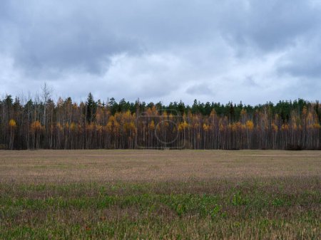 Foto de Campos de otoño desnudo malhumorado en el campo con colores sombríos y niebla - Imagen libre de derechos