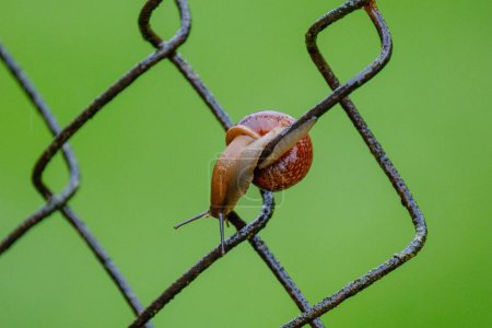 Photo for Snail climbing a tree with green foliage blur background - Royalty Free Image