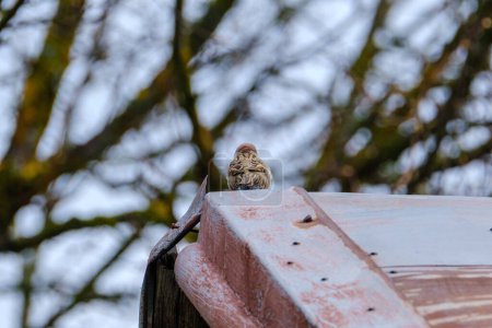 Téléchargez les photos : Oiseau assis sur un fil ou un toit avec fond bleu ciel - en image libre de droit