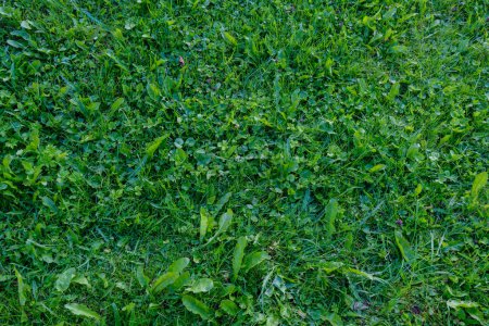Téléchargez les photos : Vert été feuillage détails fond avec des feuilles et des plantes - en image libre de droit
