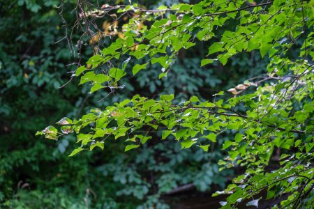 Téléchargez les photos : Vert été feuillage détails fond avec des feuilles et des plantes - en image libre de droit