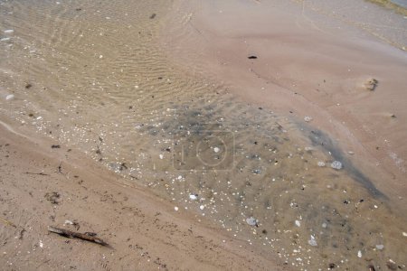 Téléchargez les photos : Plage de sable texturé abstrait avec des roches et des bâtons de bois - en image libre de droit