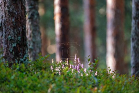 Photo for Sunny forest in summer with tree trunks and sun rays blur background - Royalty Free Image