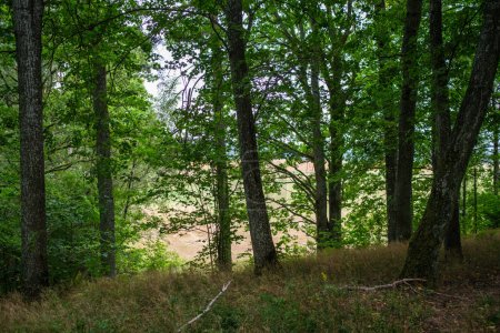 Foto de Bosque soleado en verano con troncos de árboles y rayos de sol fondo borroso - Imagen libre de derechos