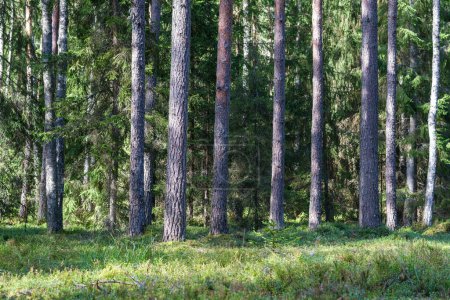 Téléchargez les photos : Forêt ensoleillée en été avec troncs d'arbres et rayons du soleil fond flou - en image libre de droit