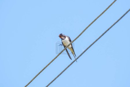 Téléchargez les photos : Oiseau assis sur un fil ou un toit avec fond bleu ciel - en image libre de droit