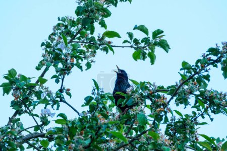 Foto de Pájaro sentado en un alambre o azotea con fondo azul del cielo - Imagen libre de derechos