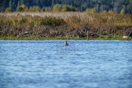 Téléchargez les photos : Oiseaux nageant dans l'eau ramassant nourriture et pêche - en image libre de droit