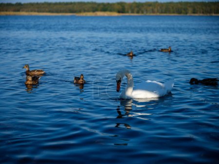 Téléchargez les photos : Oiseaux nageant dans l'eau ramassant nourriture et pêche - en image libre de droit