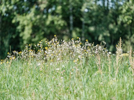 Téléchargez les photos : Prairie naturelle en été avec des fleurs en fleurs et fond flou - en image libre de droit
