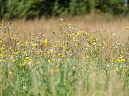 Photo for Natural meadow in summer with flowers blooming and blur background - Royalty Free Image