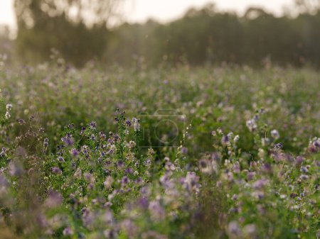 Téléchargez les photos : Prairie naturelle en été avec des fleurs en fleurs et fond flou - en image libre de droit