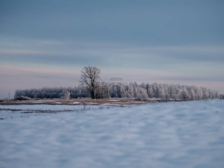Photo for Snow covered fields with frozen plants and animal trails in cold winter day - Royalty Free Image