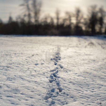 Téléchargez les photos : Champs enneigés avec des plantes congelées et des sentiers d'animaux par temps froid d'hiver - en image libre de droit