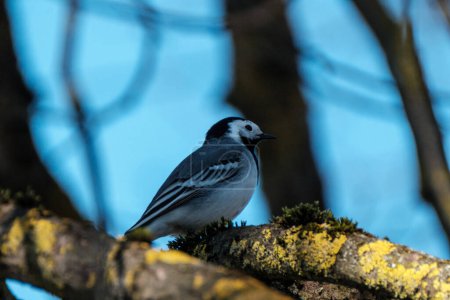 Foto de Pájaro sentado en un alambre o azotea con fondo azul del cielo - Imagen libre de derechos