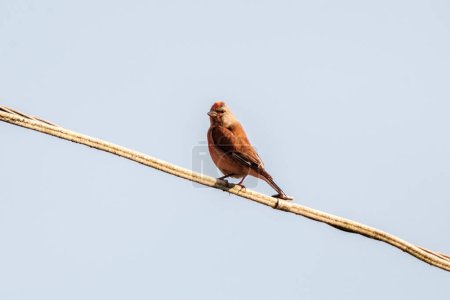 Photo for Bird sitting on a wire or rooftop with blue sky background - Royalty Free Image