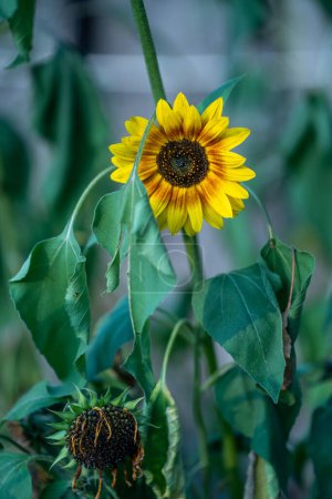 Photo for Sunflower on a green blur background in summer garden - Royalty Free Image