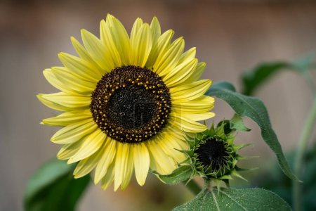Photo for Sunflower on a green blur background in summer garden - Royalty Free Image
