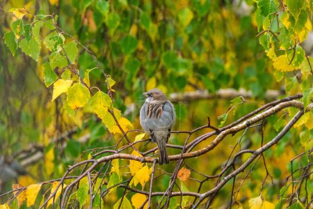Téléchargez les photos : Vert automne feuillage détails en automne humide forêt naturelle avec des textures - en image libre de droit