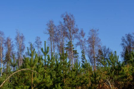 Téléchargez les photos : Branches d'arbres avec des feuilles contre un ciel bleu propre en été - en image libre de droit