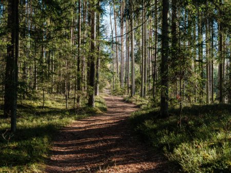 Téléchargez les photos : Sentier de randonnée touristique en forêt d'automne en latvia avec feuilles d'arbres dorés et rayons du soleil - en image libre de droit