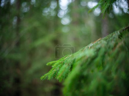 Photo for Dark moody forest details in late wet autumn. textured backgrounds - Royalty Free Image