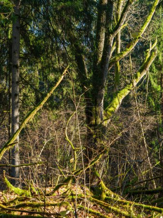 Foto de Detalles oscuros del bosque malhumorado a finales del otoño húmedo. fondos texturizados - Imagen libre de derechos