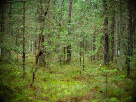 Foto de Detalles oscuros del bosque malhumorado a finales del otoño húmedo. fondos texturizados - Imagen libre de derechos