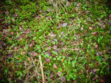 Téléchargez les photos : Vert automne feuillage détails en automne humide forêt naturelle avec des textures - en image libre de droit