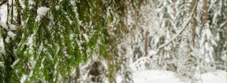 Téléchargez les photos : Branches d'arbres éperons avec neige dans le gel hivernal - en image libre de droit