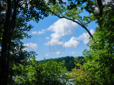 Foto de Ramas de árboles con hojas contra el cielo azul limpio en verano - Imagen libre de derechos