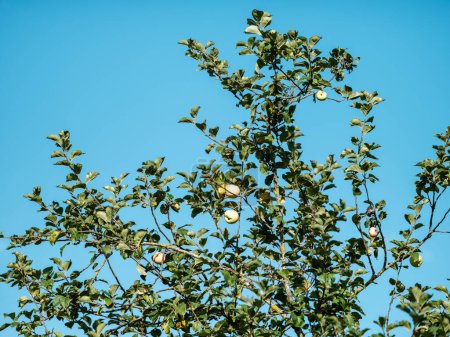 Foto de Ramas de árboles con hojas contra el cielo azul limpio en verano - Imagen libre de derechos
