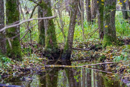Téléchargez les photos : Milieux humides forestiers dans la journée humide verte d'été avec des feuilles d'arbres et des reflets - en image libre de droit