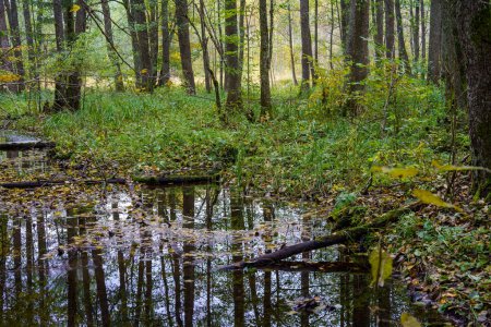 Foto de Humedales forestales en verde húmedo día de verano con hojas de árboles y reflejos - Imagen libre de derechos