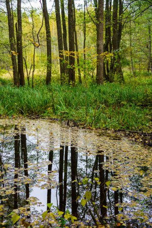 Foto de Humedales forestales en verde húmedo día de verano con hojas de árboles y reflejos - Imagen libre de derechos