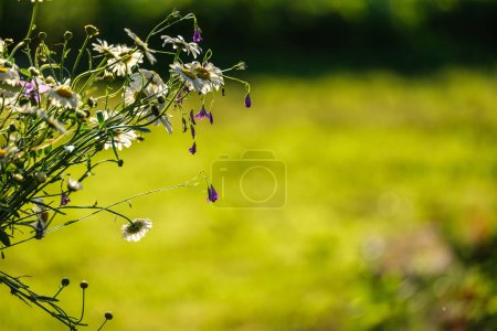 Photo for Colorful flowers on a green blur background in country natural eco garden - Royalty Free Image