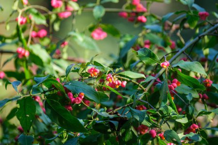 Téléchargez les photos : Fleurs colorées sur un fond de flou vert dans le pays jardin écologique naturel - en image libre de droit