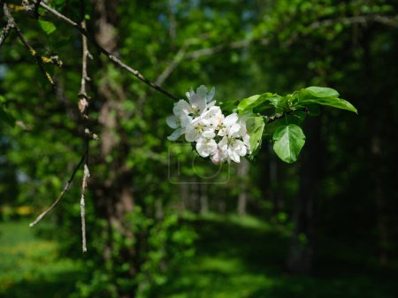 Foto de Flores de colores sobre un fondo borroso verde en el jardín ecológico natural país - Imagen libre de derechos