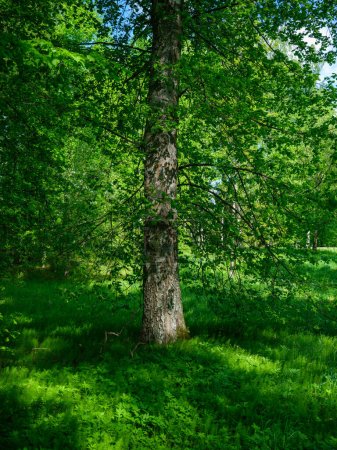 Photo for Tree trunks in green summer forest with foliage and leaves on the ground - Royalty Free Image