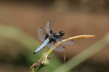 Photo for Dragonfly on the tree branch with blur background - Royalty Free Image