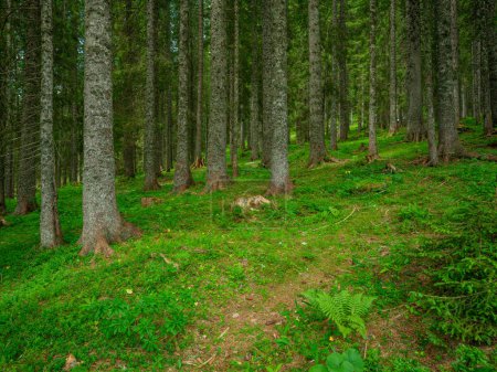 Photo for Tree trunks in green summer forest with foliage and leaves on the ground - Royalty Free Image