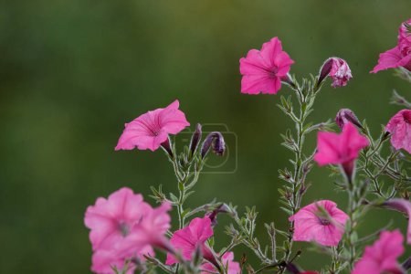 Photo for Colorful flowers on a green blur background in country natural eco garden - Royalty Free Image
