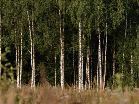 Foto de Troncos de árboles en el verde bosque de verano con follaje y hojas en el suelo - Imagen libre de derechos