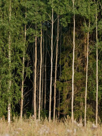 Foto de Troncos de árboles en el verde bosque de verano con follaje y hojas en el suelo - Imagen libre de derechos