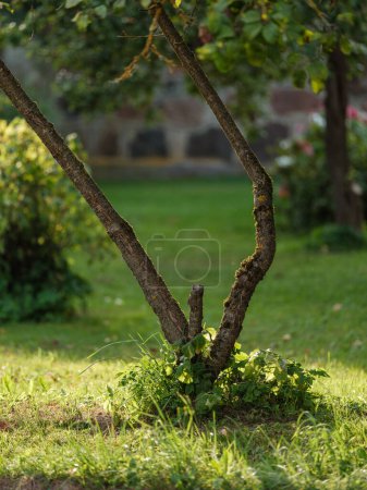 Téléchargez les photos : Troncs d'arbres dans la forêt verte d'été avec feuillage et feuilles sur le sol - en image libre de droit