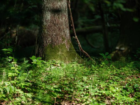 Téléchargez les photos : Troncs d'arbres dans la forêt verte d'été avec feuillage et feuilles sur le sol - en image libre de droit