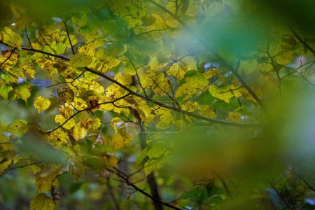 Téléchargez les photos : Abstraits de feuillage de couleur automne en textures naturelles - en image libre de droit